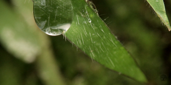 Großer Wassertropfen auf einem grünen Blatt