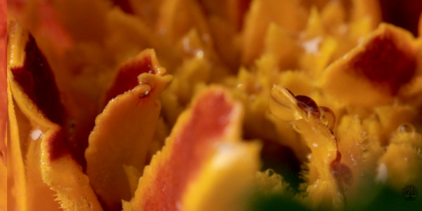 Nahaufnahme einer Tagetes Blüte mit einem Tautropfen