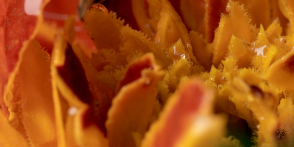 Makro-Aufnahme einer Tagetes Blüte