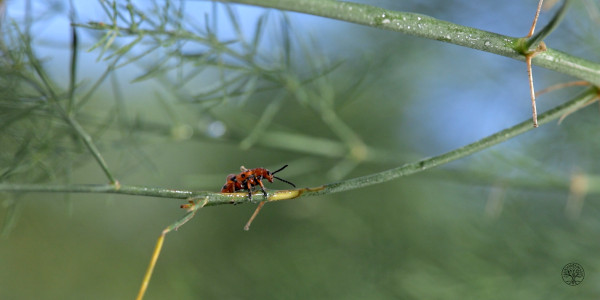 Spargelkäfer auf einer Spargelpflanze