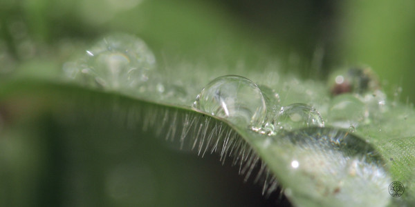 Mehrere Tautropfen auf einem hellgrünen Blatt